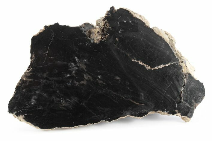 Triassic Petrified Wood (Conifer) Slab - Circle Cliffs, Utah #245590